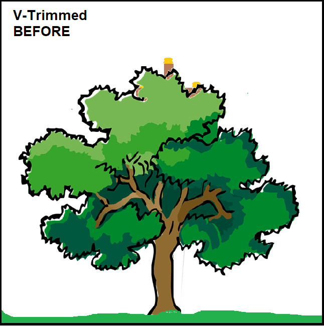 Distribution lines run through the center of the tree from the utility pole.